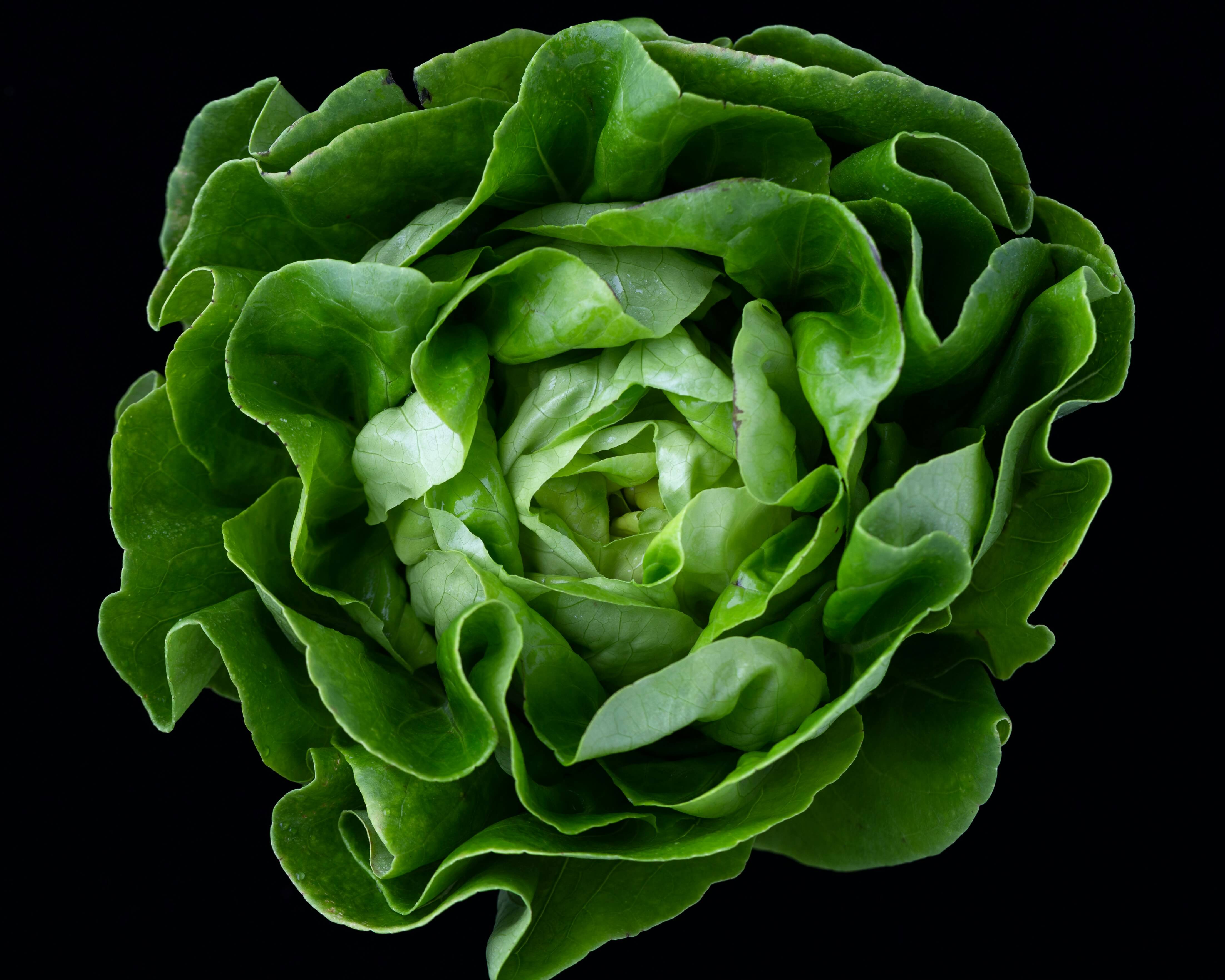 A large picture of a head of lettuce shot from above.
            The background is black and the head of lettuce is bright green. You can see all the different layers of the stems clearly.